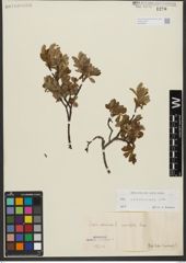 Foto von Salix waldsteiniana Willd.